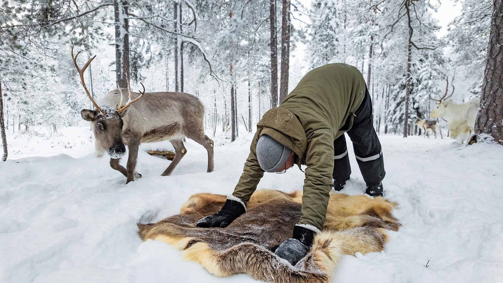 Lapland Nature Tours