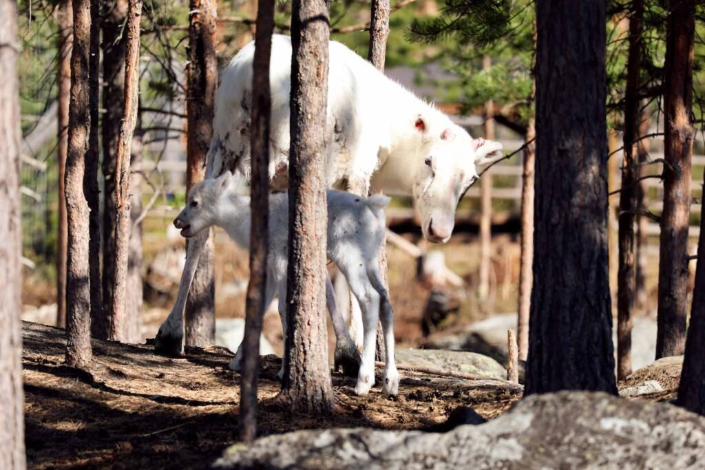 Summer Reindeer Yoga in Rovaniemi – Arctic Wellness at a Reindeer Farm