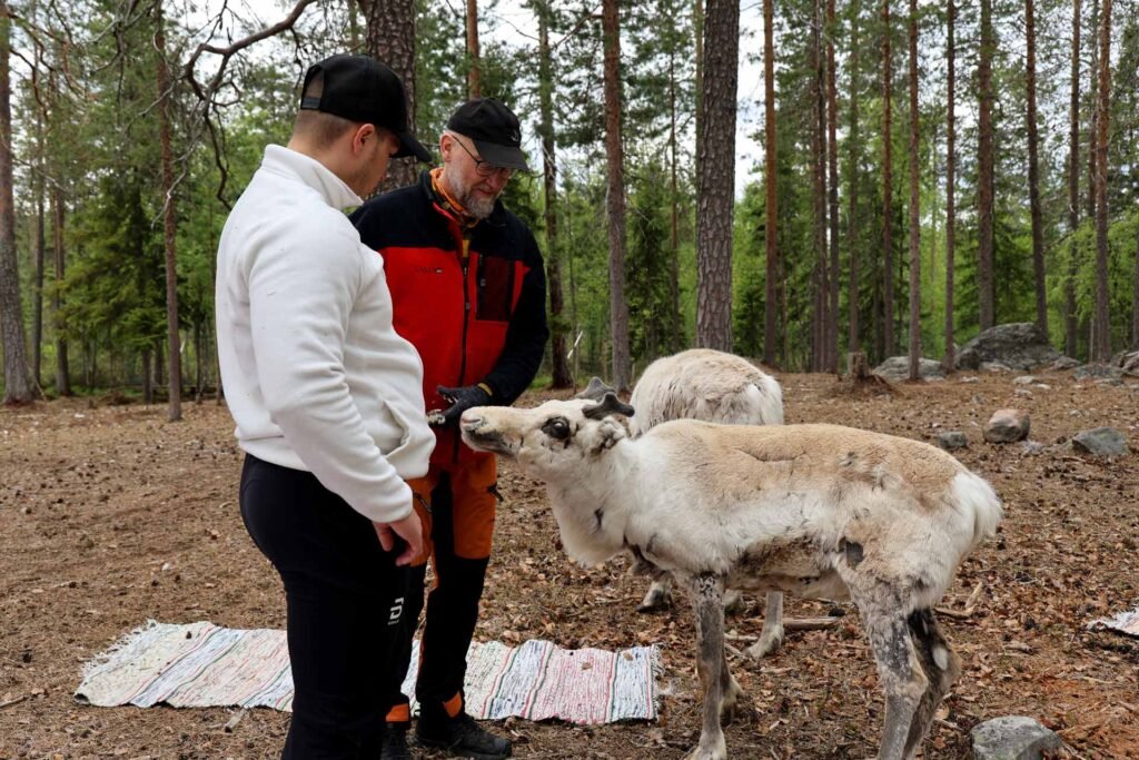 Summer Reindeer Yoga in Rovaniemi – Arctic Wellness at a Reindeer Farm