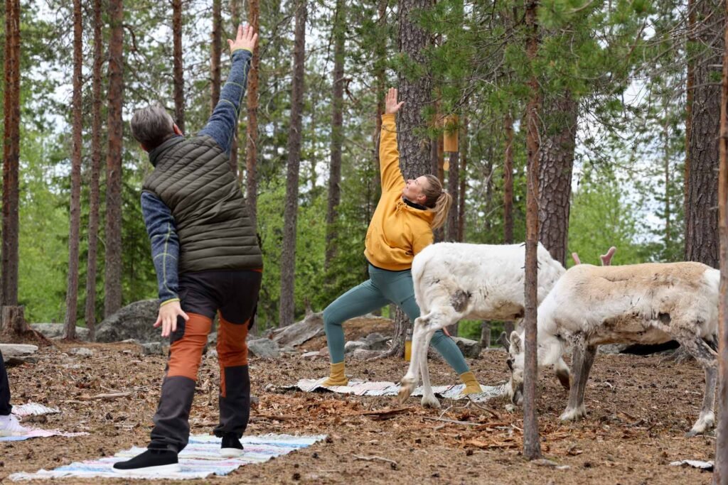Summer Reindeer Yoga in Rovaniemi – Arctic Wellness at a Reindeer Farm